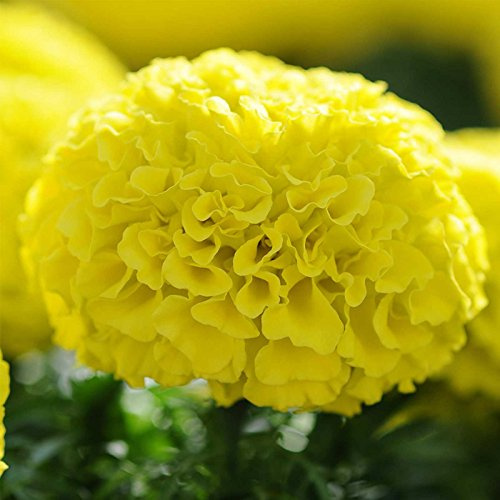 Marigold Seeds - Taishan Series - Yellow - 25 Seed Packet - Tagetes erecta - Non-GMO, Open Pollinated - Flower Gardening