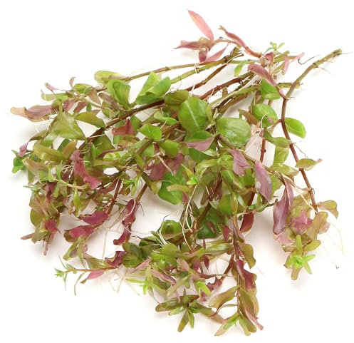 K2AQUA 10 Loose Rotala Ceylon Live Aquarium Plant Fast Growing Stem Plant for Tropical Tank Beautiful Green and Red Leaves
