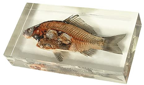 Fischkarpfen eingebettetes Exemplar – Taxidermie-Fischmodell – echtes Harz-Fisch-Exemplarmodell für wissenschaftliche Bildung, Proben, Schreibtisch, Briefbeschwerer (A)