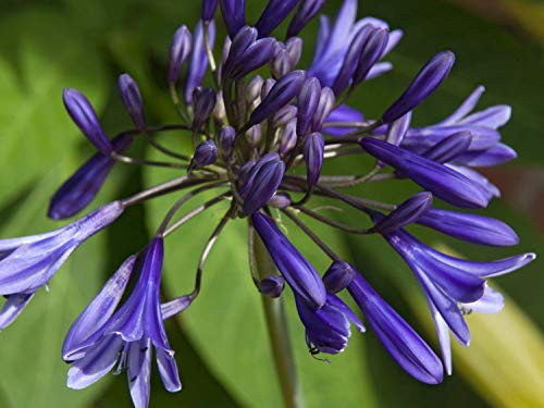 Risala Agapanthus praecox - Semillas de flor de lirio azul del Nilo, 20 semillas