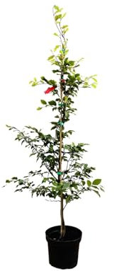 Fagus sylvatica 100-125 cm - Rotbuche, grüne Blätter, ideal für Hecken und Sichtschutz, winterhart, pflegeleicht