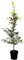 Fagus sylvatica 100-125 cm - Rotbuche, grüne Blätter, ideal für Hecken und Sichtschutz, winterhart, pflegeleicht