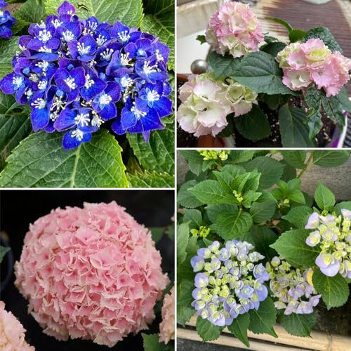 250 pcs hortensien samen blumensamen geschenk (hortensien) pflanzen garten Saatgut gartenpflanzen geschenk bodendecker winterhart mehrjährig zimmerpflanzen samen hortensien winterhart