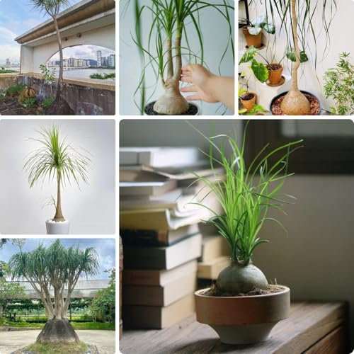 100 pcs Elefantenfuß Samen - Flaschenbaum - bonsai tree bio saatgut urban gardening Beaucarnea recurvata - plants garten geschenke für frauen baumsamen kräutergarten geschenk bäume