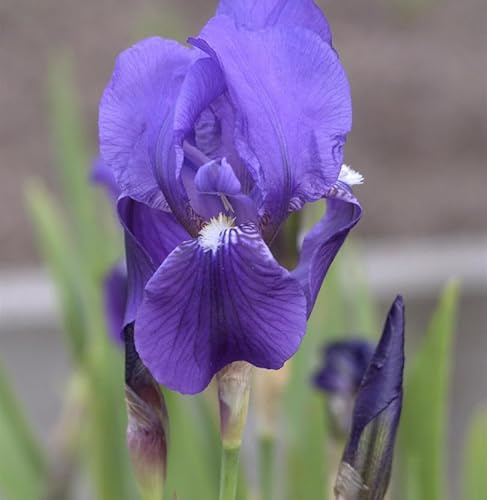 Deutsche Schwertlilie - Iris germanica - lebende Gartenpflanze aus den Baumschulen