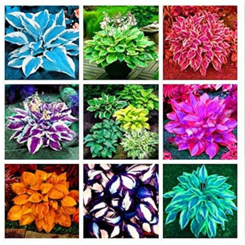 Hostas Bulbs for Planting Now UK Perennial Ornamental Perennial Good for Containers Greening Easy Plant Natural Organic Excellent Display Plant Bulbs-4Bulbs-greenG