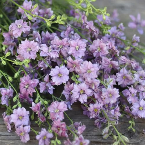 rittersporn winterhart mehrjährig, garten für balkon, wild 750samen