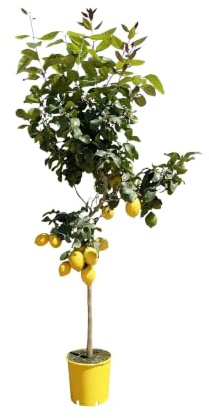 Limonero Citrus Limon, aprox. 150 cm de alto, 24 cm de diámetro | Flores fragantes, Limones comestibles, Bígaro, Planta de interior y patio