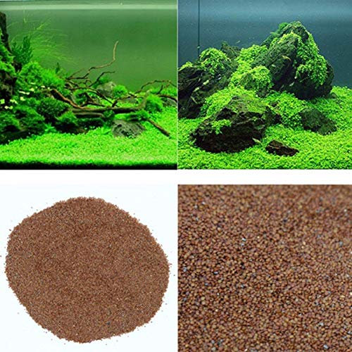 Portal Cool Fortunato Erba: Acquario Naturale Semi di Piante Fish Tank Felce Dolce Aqua Water Grass Live impianto