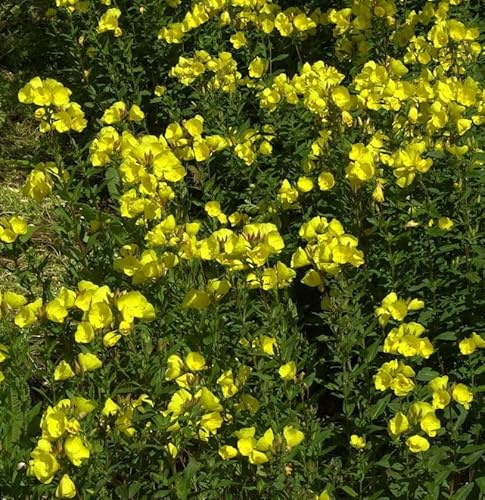 Hohe Nachtkerze - Oenothera fruticosa - lebende Gartenpflanze aus den Baumschulen