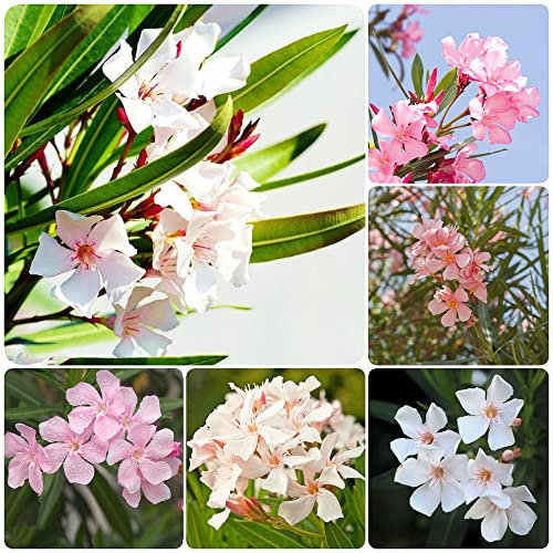 25 Stück oleander baum winterhart samen - Seltene Pflanzen serie - mix gartenpflanzen winterhart stauden baumsamen bäume mini garten blumen balkon wiesensaatgut praktische geschenke pflanzensamen