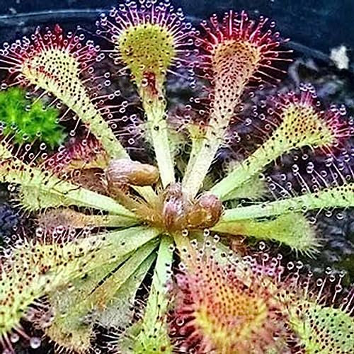 Semi di Venere acchiappamosche, 100 Pz/borsa Semi di Venere Acchiappamosche Carnivore Bonsai Giardino Dionaea Muscipula Semi Fiore Albero da frutto Semi di ortaggi Semi di Dionea