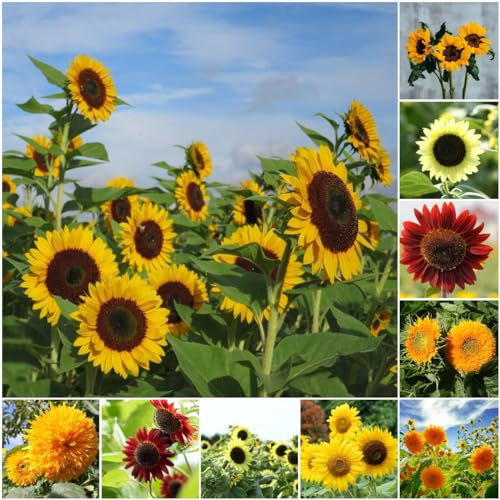 15 pcs sonnenblumen samen balkon - pflanzen garten dachbegrünung bienen wiese sonnenblume,sonnenblumensamen,Helianthus annuus, pflanztöpfe balkon hochbeet pflanzenkübel mini