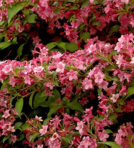 Weigelie Styriaca 80-100cm - Weigela - lebende Gartenpflanze aus den Baumschulen