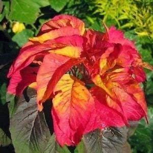Ponak 100 Stk. Rot-gelbe Weihnachtsstern-Blumensamen