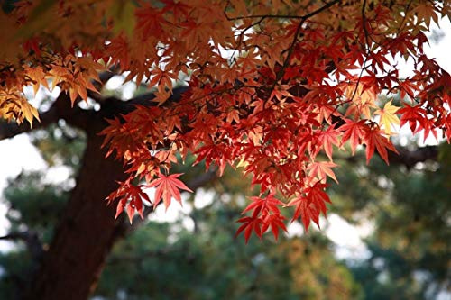 10 japanische Ahornsamen - Japanischer Bonsai Tree Garden - reproduzierbare Bauernsamen - Aussaat