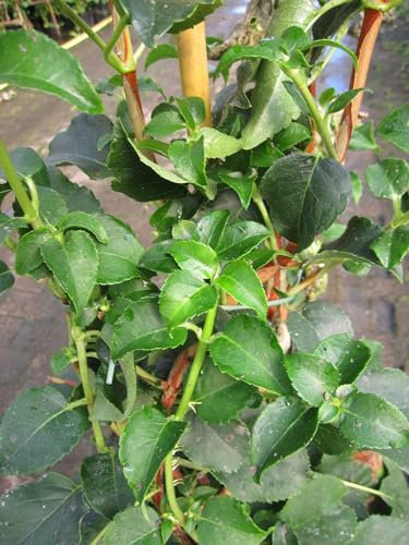 Kletterhortensie - Hydrangea petiolaris - 80-100cm