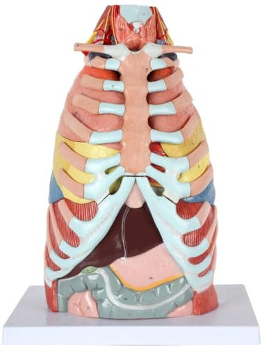 UIGJIOG Anatomisches Modell Menschlichen Brusthöhle Mit Inneren Organen,Herz,Leber,Lunge Dickdarmmodell Atmungssystem Anatomiemodell Medizinisches Anatomisches Thoraxmodell 16 Teile Lebensgröße