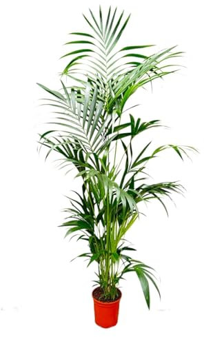 Kentia Palme - 200 cm - ø24
