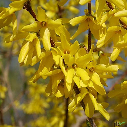 Forsythia Lynwood Forsythie gelb Zierstrauch Frühlingsblüher im Container versch. Größen (60-80 cm)