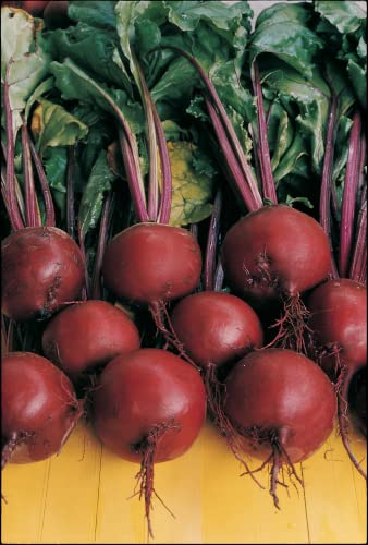 Beetroot Plug Plants Vegetables Grow Your Own (6 Plugs, 18 Plants)