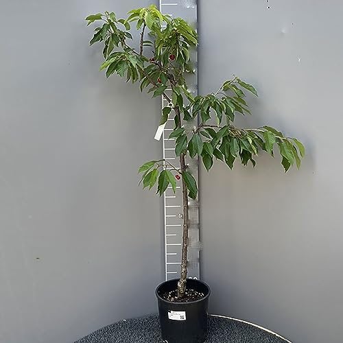SAVINI VIVAI Plantas frutales Van Cerezo en maceta 22-24 cm 2-3 años Altura 130-150 cm