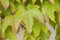 Parthenocissus tricuspidata 'Veitchii' 80-100 cm - Wilder Wein, leuchtend rote Herbstfärbung, ideal für Fassadenbegrünung, pflegeleicht und winterhart