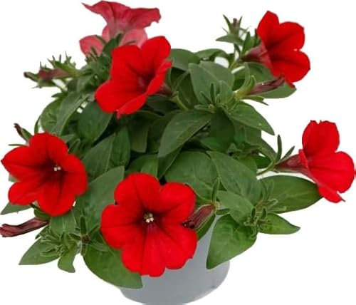 Petunia Planta con Flores Naturales - Maceta de Plástico