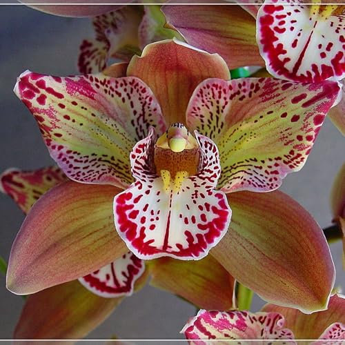 Cymbidium Blumenzwiebeln,Winterharte Mehrjährige,Cymbidium Orchidee pflanze,Phalaenopsis Orchidee Echt,Seltene Pflanzen,kolibri orchids,Schnittblumen,Cymbidium pflanze.-3zwiebeln-C