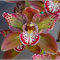 Cymbidium Blumenzwiebeln,Winterharte Mehrjährige,Cymbidium Orchidee pflanze,Phalaenopsis Orchidee Echt,Seltene Pflanzen,kolibri orchids,Schnittblumen,Cymbidium pflanze.-3zwiebeln-C