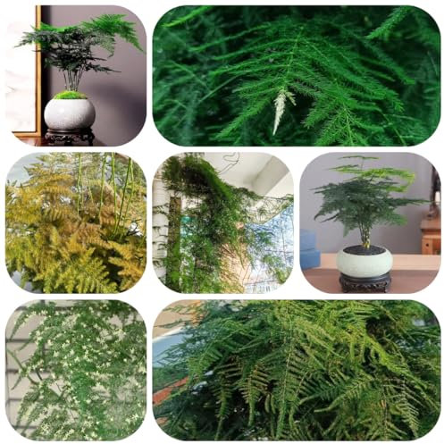 Semillas de helecho espárrago - semillas de árboles en macetas plantas verdes helecho espárrago semillas de plantas plantas de balcón resistentes plantas perennes resistentes semillas 45pcs