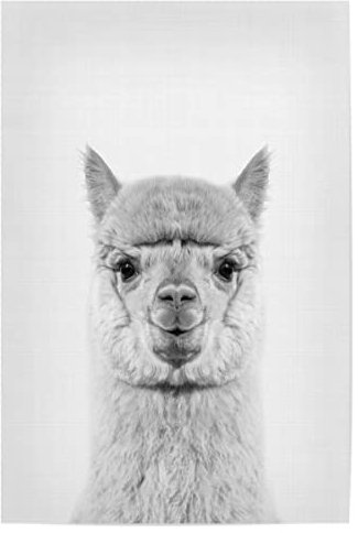 artboxONE Poster 30x20 cm Prints & Kunstdrucke Für Kinder Alpaca Portrait - Bild Alpaca alpaka Animal