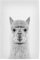 artboxONE Poster 30x20 cm Prints & Kunstdrucke Für Kinder Alpaca Portrait - Bild Alpaca alpaka Animal