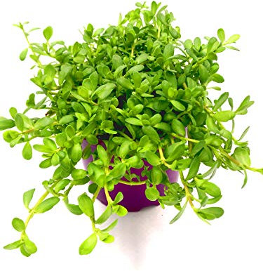 Brahmi Pflanze die Gedächnisstütze Bacopa monnieri Kräuter Pfanze 1stk.