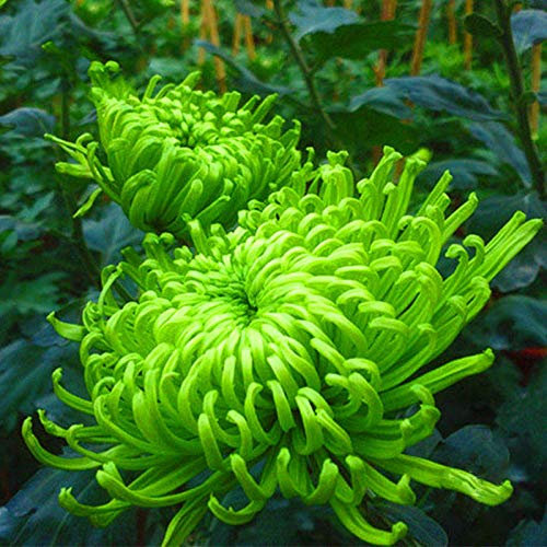 Bloom Green Co. Sale! Balkon Topf Seltene Grün Chrysantheme-Blumen-Garten Schöne Topfpflanze Bonsai 100 PC/Satz, NZRAQ5