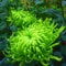 Bloom Green Co. Sale! Balkon Topf Seltene Grün Chrysantheme-Blumen-Garten Schöne Topfpflanze Bonsai 100 PC/Satz, NZRAQ5