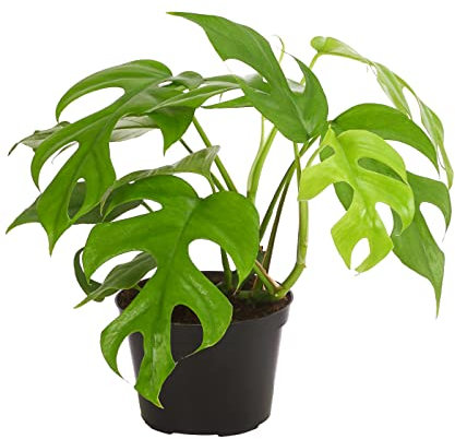 Dehner Fensterblatt Monstera minima, Rhaphidophora tetrasperma, tiefe Blattschlitze, ca. 20-30 cm, Ø Topf 12 cm, Zimmerpflanze