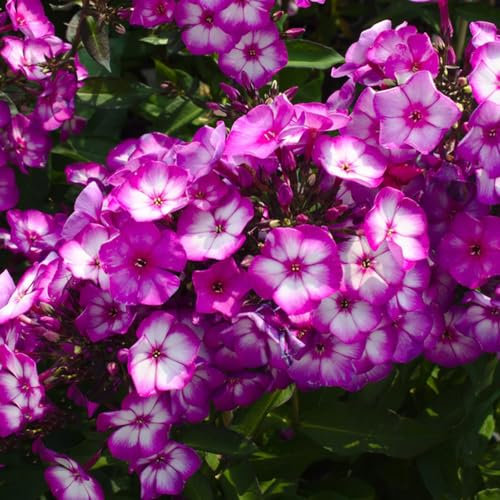 50 pcs phlox bodendecker samen - wildblumensamen bienenwiese saatgut bodendecker winterhart mehrjährig samen,Phlox drummondii, nachhaltige produkte blumenwiese wildflower summer zimmerpflanzen