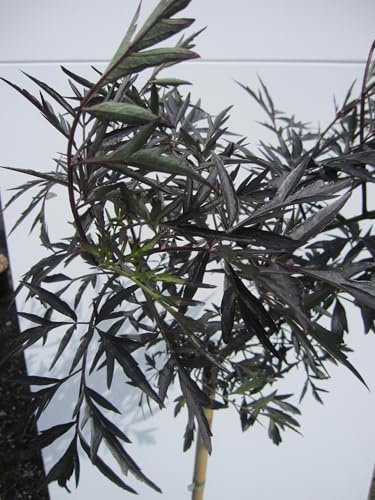 Hochstamm Schwarzer Holunder Black Lace ® - Sambucus nigra - 80cm + Krone