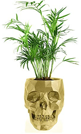 Chamaedorea elegans Pot de Fleurs Tête de Mort Diamètre doré de 11 cm et 14 cm de haut