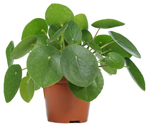 Pilea Peperomioides Ufopflanze Zimmerpflanze fürs Haus & Büro