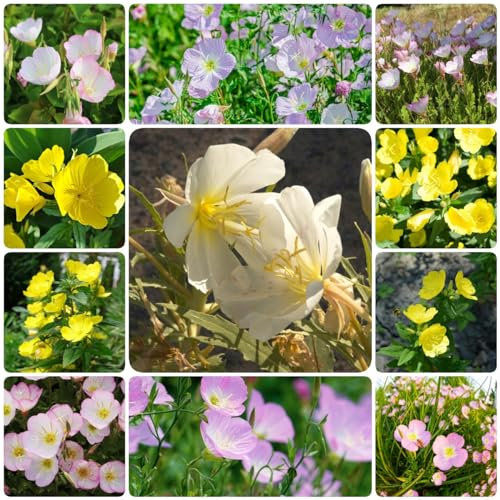 150 pcs nachtkerze pflanzen samen - zimmergewächshaus anzucht,Oenothera biennis, bodendecker winterhart wildblumensamen balkon pflanzen winterfest bienen wiese exotische zimmerpflanzen