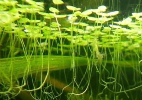 Live Floating Duckweed, 30g Pack, 100+ Plants for Aquarium and Pond, Low Maintenance