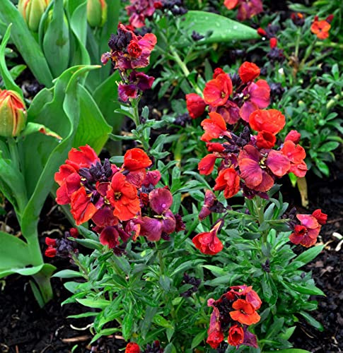 Goldlack Constant Cheer - Erysimum cheiri - lebende Gartenpflanze aus den Baumschulen