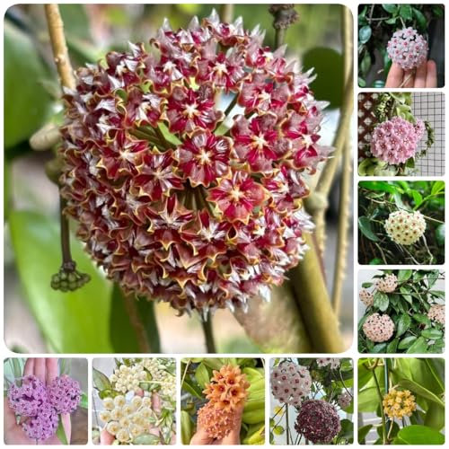 Semillas de flores de cera plantas de balcon Semillas de flores de porcelana plantas resistentes para jardín, planta colgante plantas en macetas resistentes, purificador de aire, 400pcs