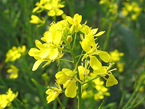100 Semilla - Brassica juncea - Hojas de Mostaza - Mostaza india