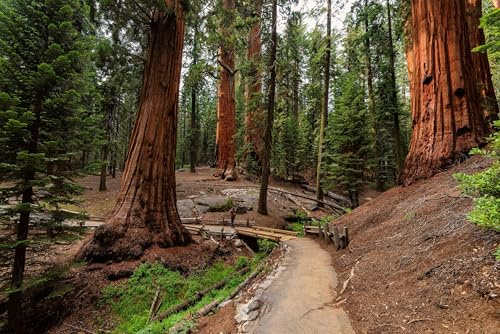 Adrium Giant Sequoia Trees, Sequoia National Park, California (45467862)