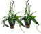 Plant in a Box - Epiphyllum Anguliger - Set de 2 - Cactées vues - Cactus orchidée - Véritable succulente à fleurs - Pot 15cm - Hauteur 30-40cm