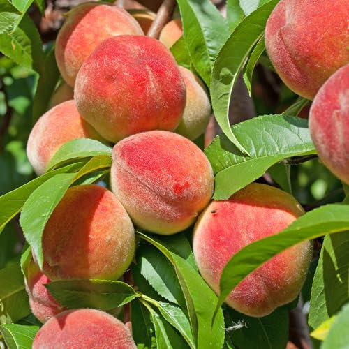 YouGarden Peach Diamond, Tree Bare Root Tree, 80-100cm Tall, Ready for Planting
