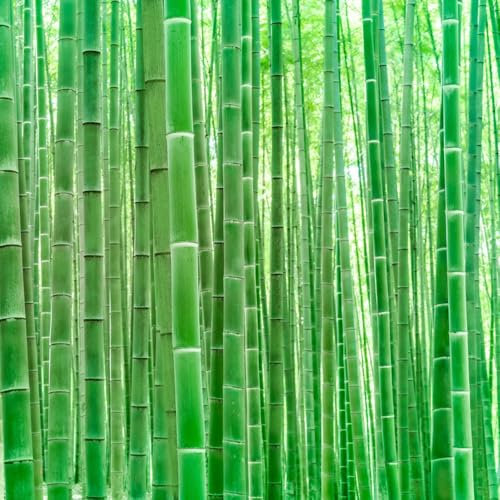 Bambusoideae samen, Riesenbambus samen pflanzensamen, ausgefallene, saatgut hohe Keimrate kräutersamen, stauden schnellwachsend garden Zierbaum Winterfeste Pflanzen Heilpflanzen, 200pcs